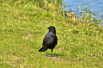 Ein Raabe auf einer Wiese