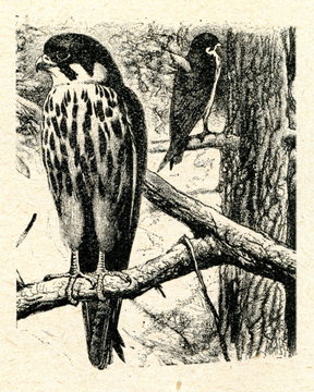 Eurasian hobby (Falco subbuteo)