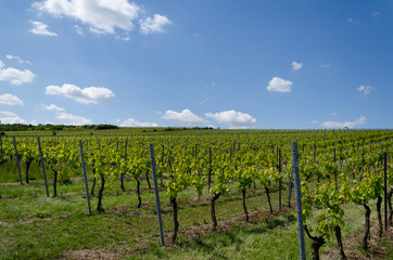Fototapeta na wymiar viticulture22