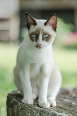 Naklejka na ściany i meble beautiful blue eyes cat on the rock