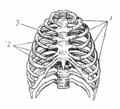 Human rib cage