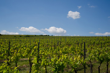 Fototapeta na wymiar viticulture10