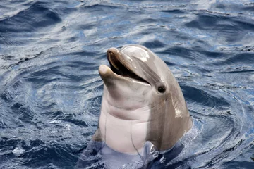 Crédence de cuisine en verre imprimé Dauphin Dolphin