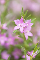 Fototapeta premium サザンクロスの花