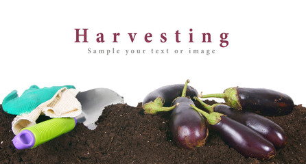 Harvesting. Eggplants and garden tool on earth.