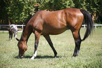 Naklejka na ściany i meble Thoroughbred horse grazing in pasture summertime