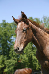 Close-up of a bay youngster horse in summer paddock