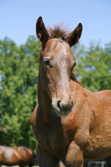 Headshot of  a baby horse.