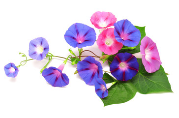 Blue and pink Morning Glory with leaf