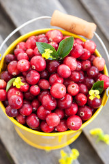 Fresh red cranberry