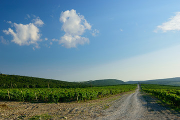 Fototapeta na wymiar The road through the vineyard