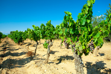 Fototapeta na wymiar Dark grapes for wine on canes, sand wine from France