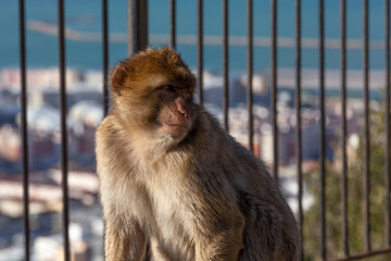 Gibraltar Monkeys or Barbary Macaques