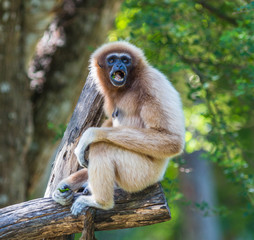 White Cheeked Gibbon or Lar Gibbon