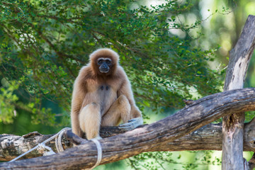 White Cheeked Gibbon or Lar Gibbon