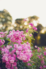 Obraz premium Rose garden