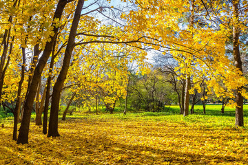 Fototapeta premium Sunny autumn park