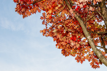 Herbstbaum