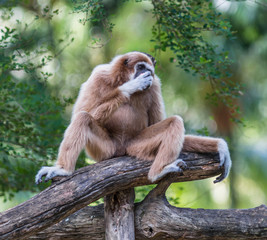 White Cheeked Gibbon or Lar Gibbon