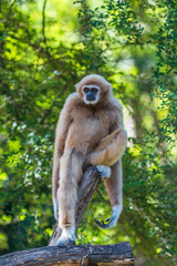 White Cheeked Gibbon or Lar Gibbon