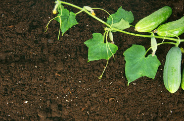 Harvesting. Fresh cucumbers on earth.