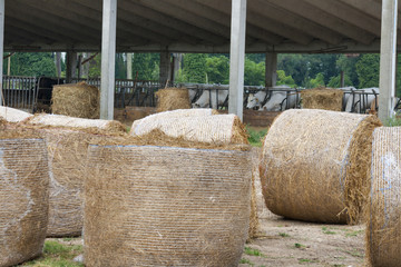 cattle farm with white cows munching hay