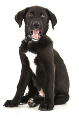 Fototapeta premium Hund gähnt