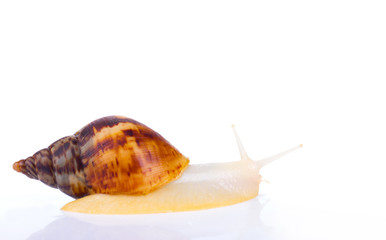 big african snail