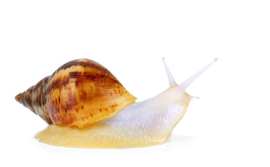 big african snail