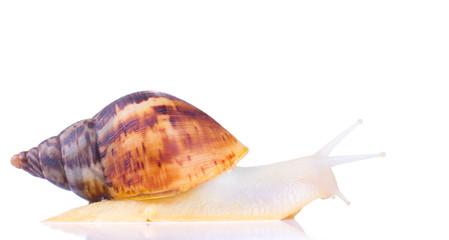 big african snail