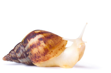 big african snail