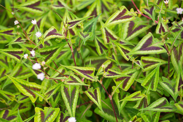 Leaves kesum or persicaria microcephala