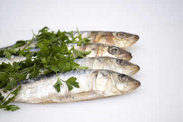 Fresh sardines with parsley leaves
