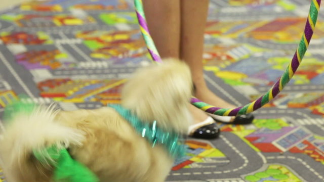 Jumping circus dog