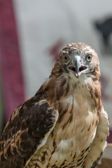 Red Tail Hawk 1