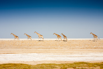 giraffe family