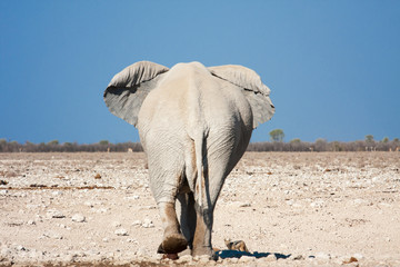 elephant back