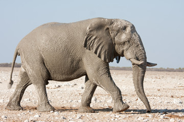 Fototapeta na wymiar elephant back