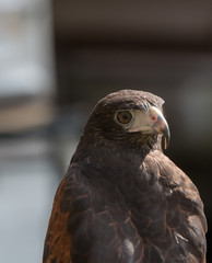 Falcon 1