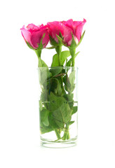 Bouquet of roses in a glass on white background