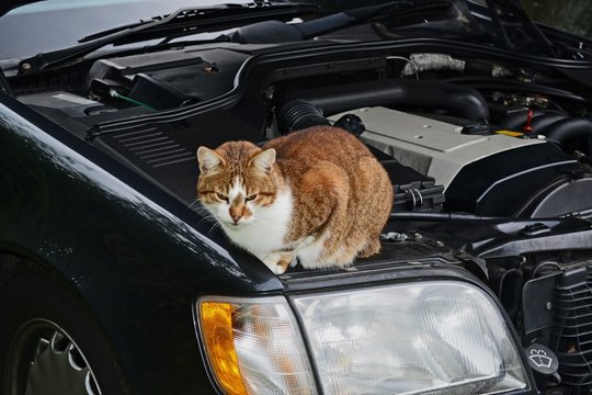 Katze auf einem Auto / Kater im Motorraum