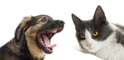 cat and dog looking sideways