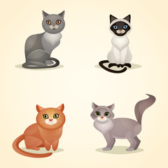 Cat set isolated