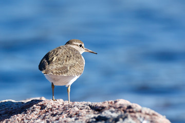 Actitis hypoleucos, Common Sandpiper.