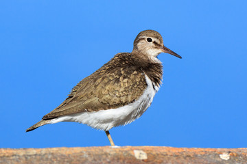 Actitis hypoleucos, Common Sandpiper.