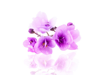 Fototapeta na wymiar Purple Delicate Violet Flower
