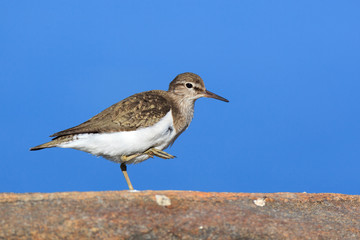 Actitis hypoleucos, Common Sandpiper.