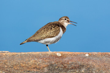 Actitis hypoleucos, Common Sandpiper.