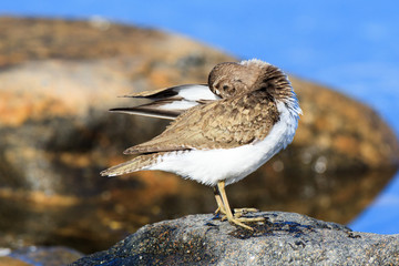 Actitis hypoleucos, Common Sandpiper.