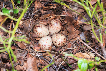 Actitis hypoleucos, Common Sandpiper.